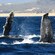 Barncle covered fins of two whales protrude from the ocean surface as they swim